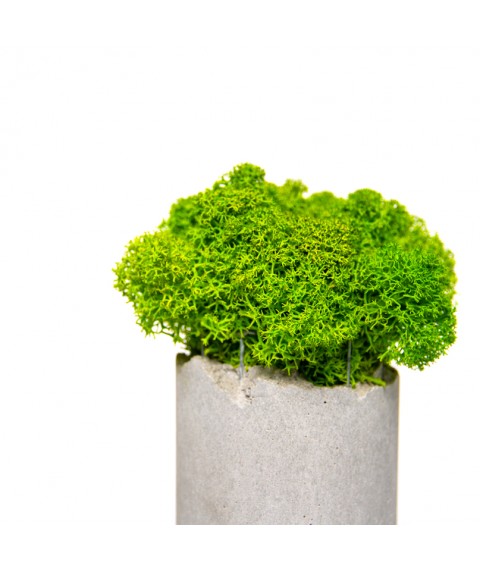 Flowerpot Cylinder Moss 01