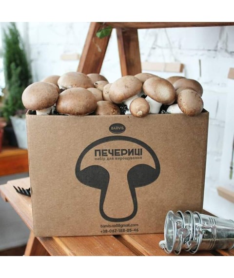 Champignons for growing at home. Royal.