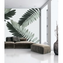 Wall mural non-woven structural for the living room Zamia palm leaves Palm Zamia Furfuracea Mexican 310 cm x 280 cm Line