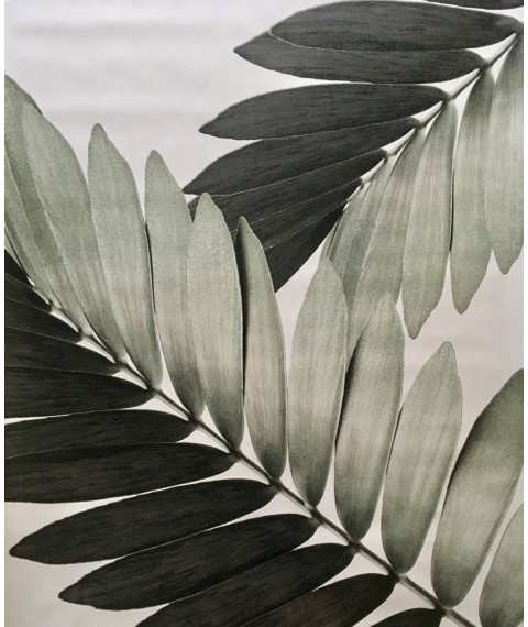 Poster Palm Leaves Drawing Zamia Palm Zamia Furfuracea Mexican 124 cm x 210 cm