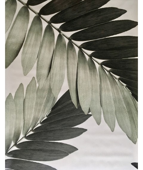 Распродажа уценка Постер листья пальма рисунок Замия Palm Zamia Furfuracea Mexican 124 см х 267 см