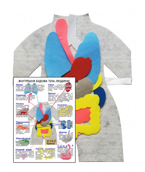 Модель-фартух HEGA Внутрішня будова тіла людини з плакатом-вказівкою