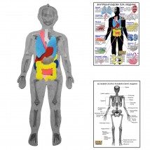 Human skeleton with HEGA organs with instructional posters