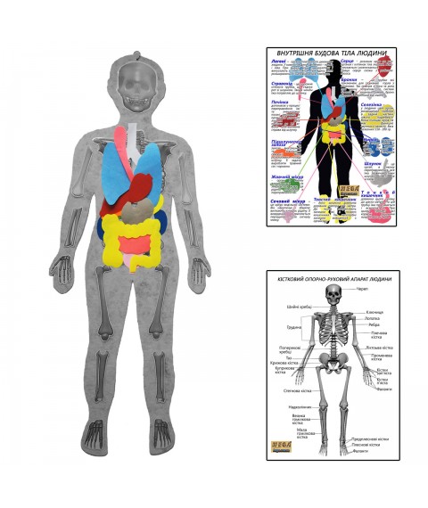 Human skeleton with HEGA organs with instructional posters