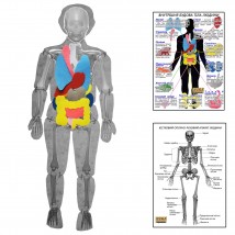 Human body model disassembled with HEGA organs with posters