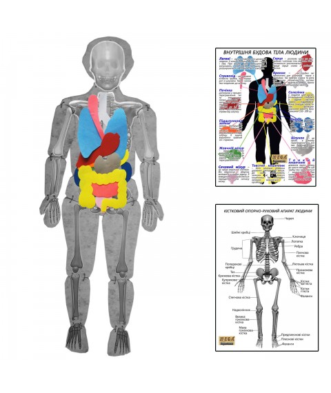 Human body model disassembled with HEGA organs with posters