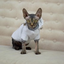 Тепла кофта з рукавом для кота та кішки Style Pets "ADS Sport WHITE"