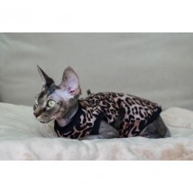 Тепла кофта без рукава для кота та кішки Style Pets "Leopard"