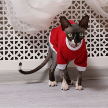 Тепла кофта для кота (кішки) трикотаж на хутрі з рукавом Style Pets